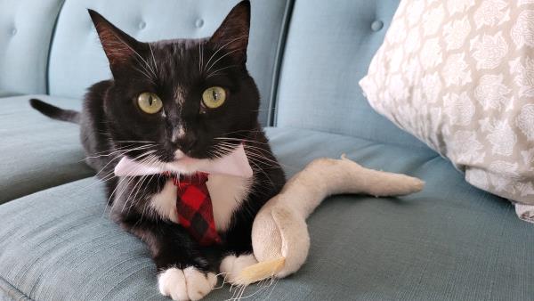 /Images/uploads/Friends of Seal Beach Animal Care Center/2022sbacc/entries/20284thumb.jpg